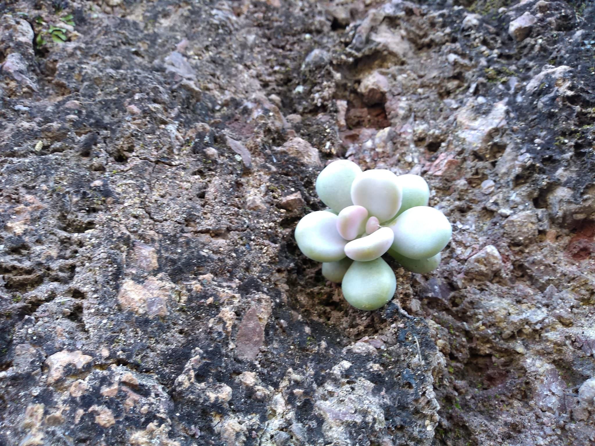 Graptopetalum amethystinum